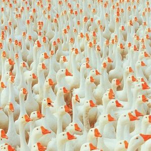 Meet your Posher, Mak